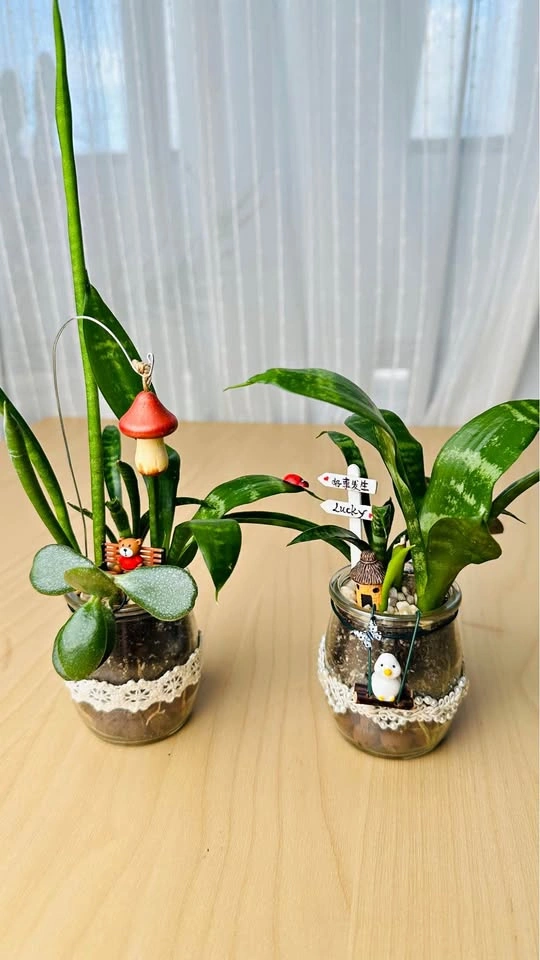 Spring On Sale/ cute plant arrangement