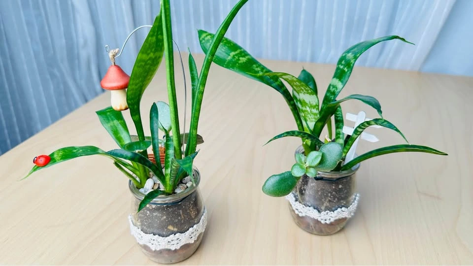 Spring On Sale/ cute plant arrangement - photo 2