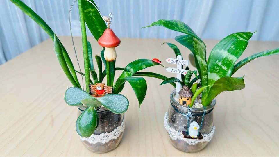 Spring On Sale/ cute plant arrangement - photo 3
