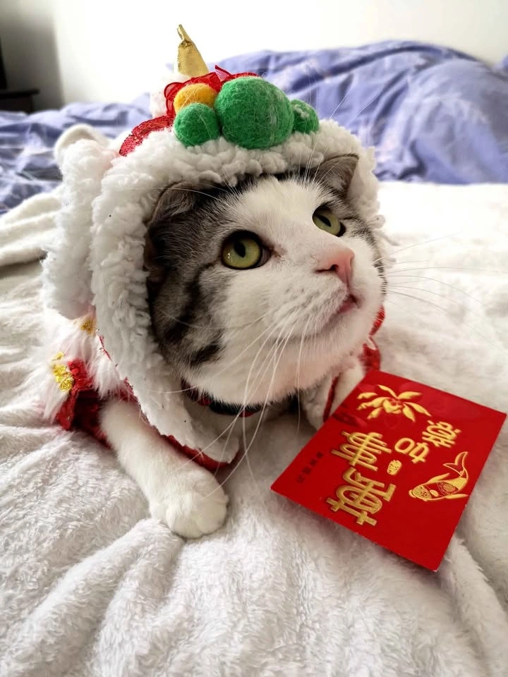 Dancing Lion Pet Costume