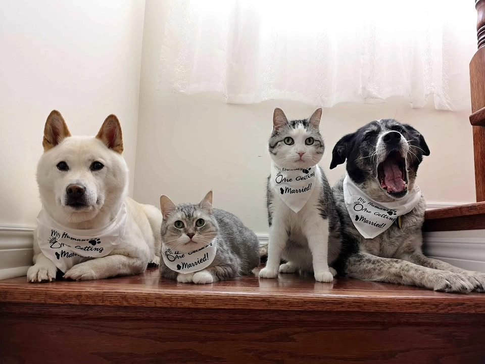 Engagement announcement pet bandanas