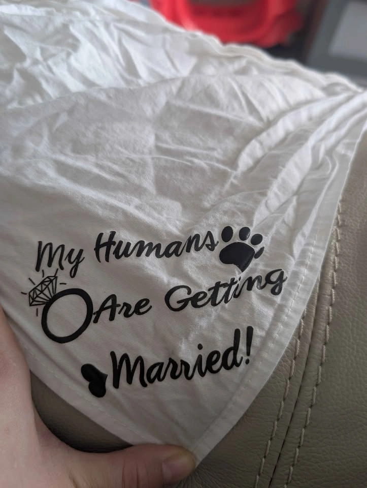 Engagement announcement pet bandanas - photo 2