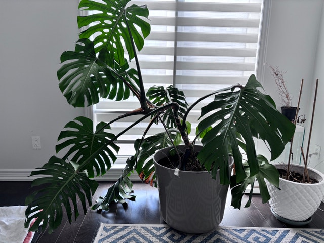 Monstera Plant