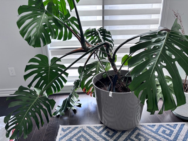 Monstera Plant - photo 2