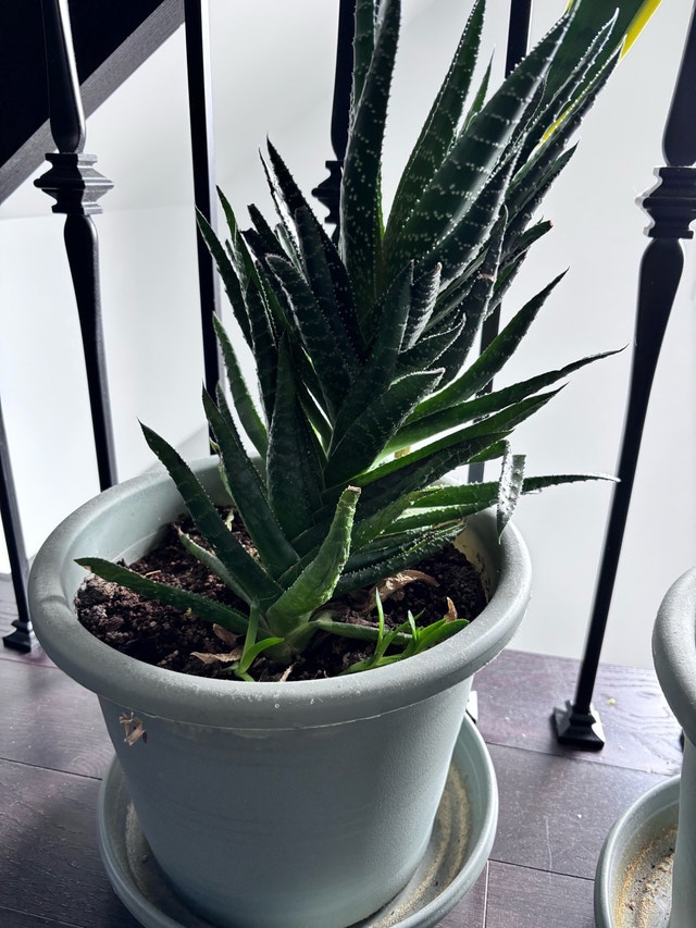 Monstera Plant - photo 3