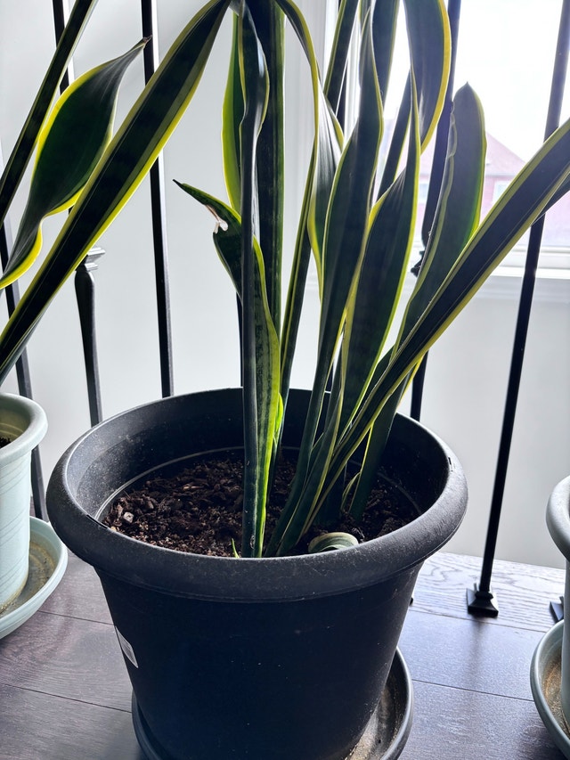 Monstera Plant - photo 4
