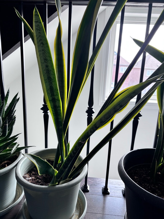 Monstera Plant - photo 5