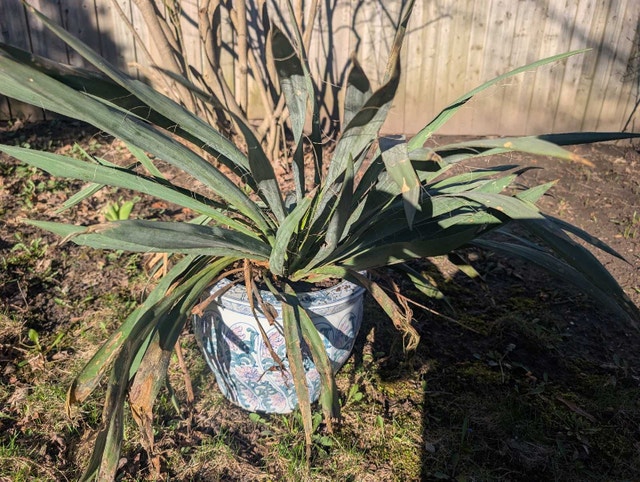Candle to heaven plant