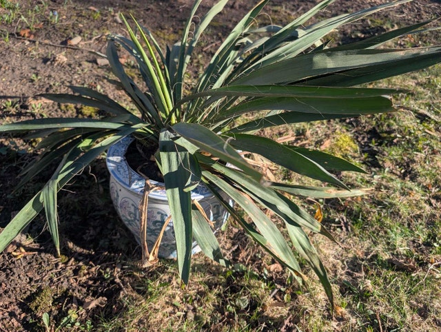 Candle to heaven plant - photo 2