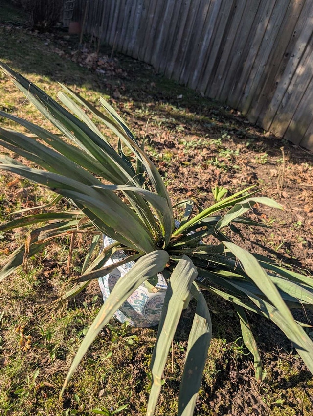 Candle to heaven plant - photo 3