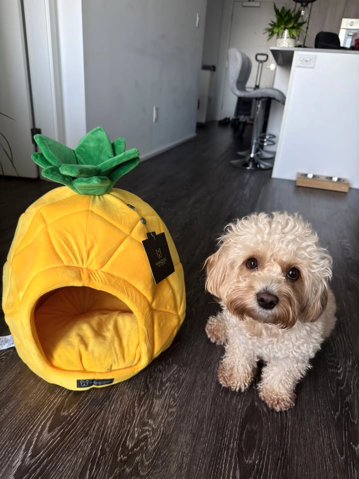 Pineapple Pet Bed for Cats & Small Dogs - photo 3