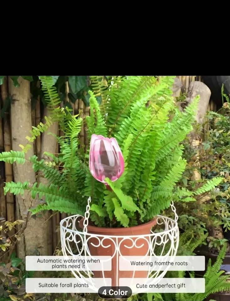 Tulip Plant Watering Globes - $3 each - photo 5
