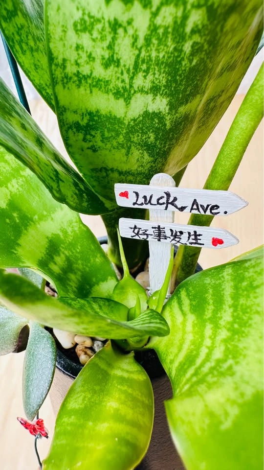 🌱 Spring on sale/ cute plant arrangement - photo 3