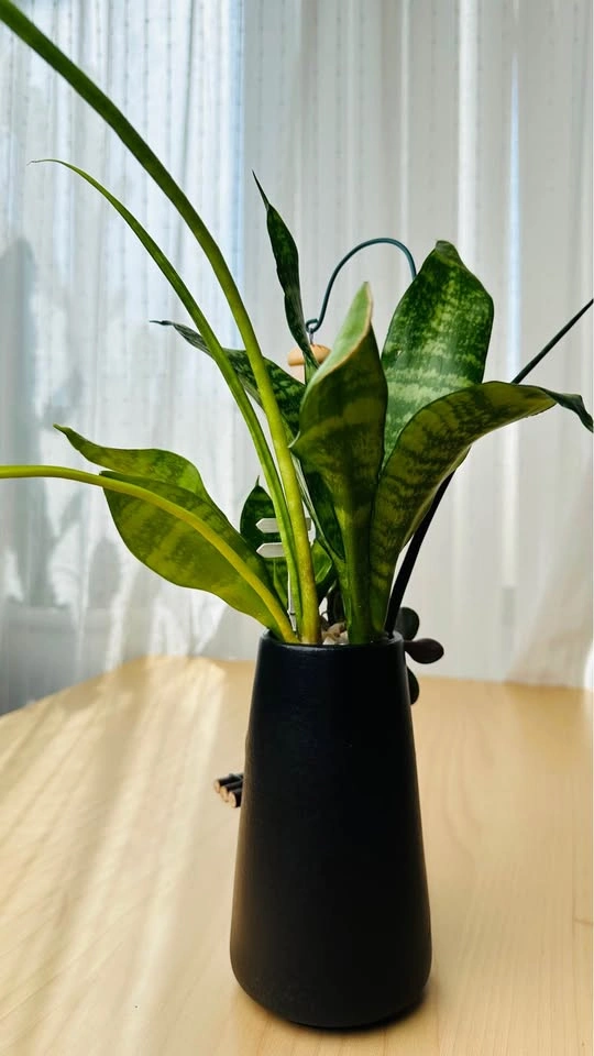 🌱 Spring on sale/ cute plant arrangement - photo 4