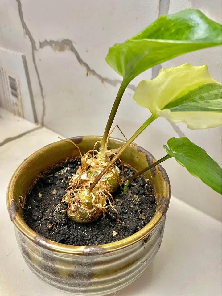 Variegated Alocasia Plant in Ceramic Pot