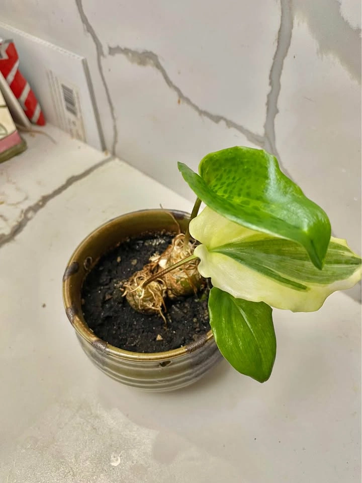 Variegated Alocasia Plant in Ceramic Pot - photo 2