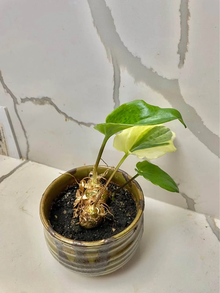 Variegated Alocasia Plant in Ceramic Pot - photo 3