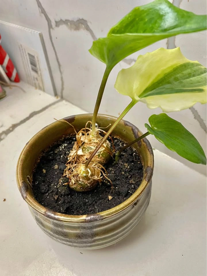 Variegated Alocasia Plant in Ceramic Pot - photo 4
