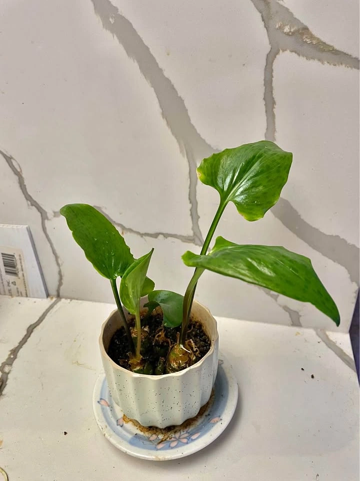 Potted Tropical Houseplant
