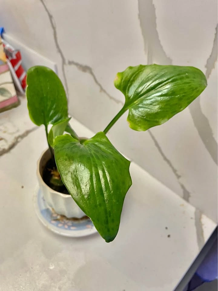 Potted Tropical Houseplant - photo 2