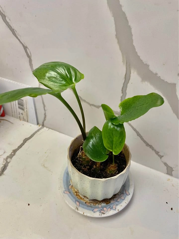 Potted Tropical Houseplant - photo 3