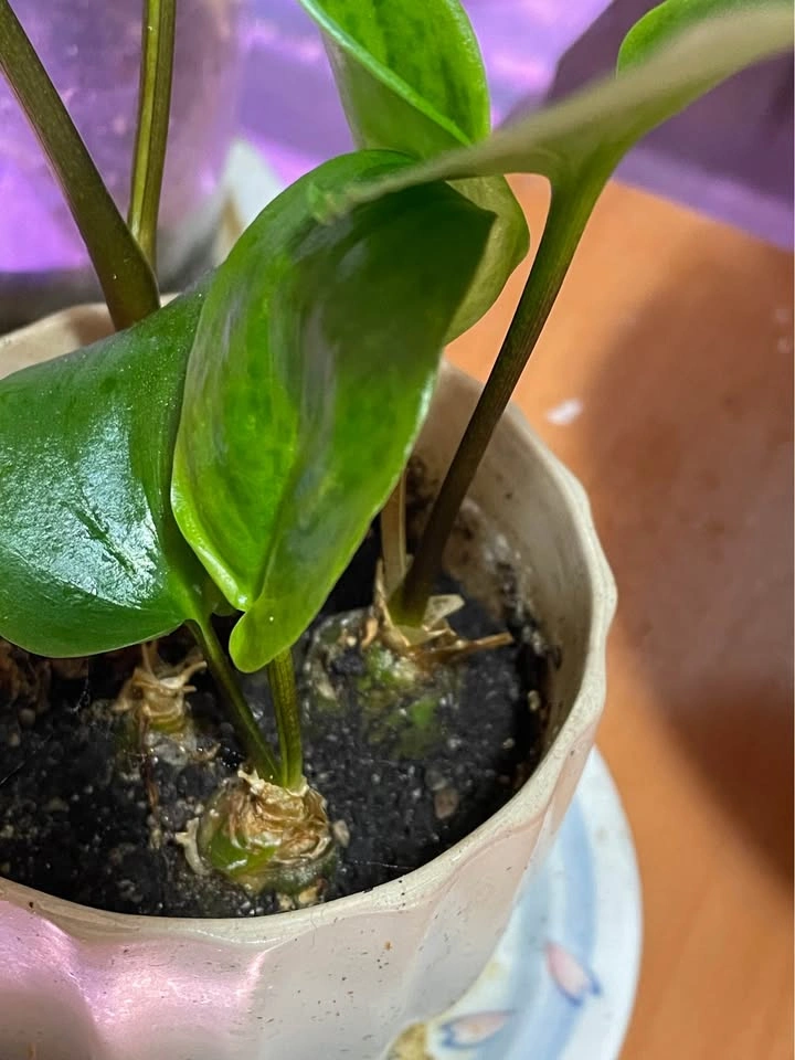 Potted Tropical Houseplant - photo 4
