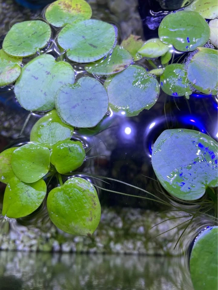 3 for $1 Giant floating aquatic plants, amazon frogbit - photo 4
