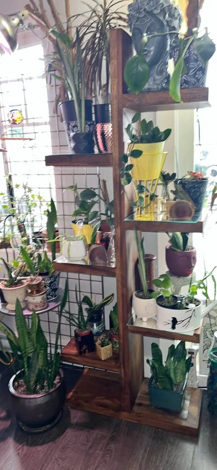Urban Barn Howe Display Shelf - Sheesham Wood