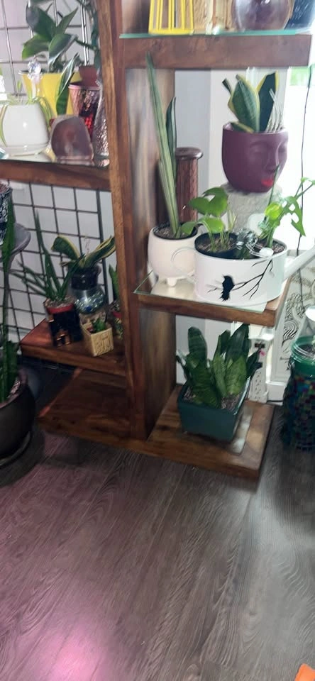 Urban Barn Howe Display Shelf - Sheesham Wood - photo 2