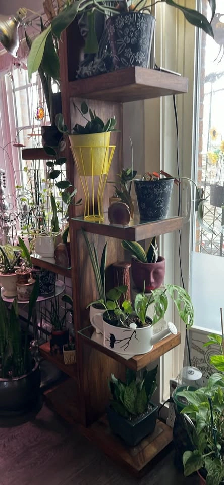 Urban Barn Howe Display Shelf - Sheesham Wood - photo 5