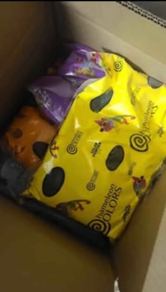 Colors of Holi Powder, 50 Pounds (5 Pounds per Bag) image indicator(3)