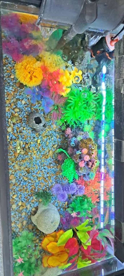 Beautiful Aquarium Setup!
