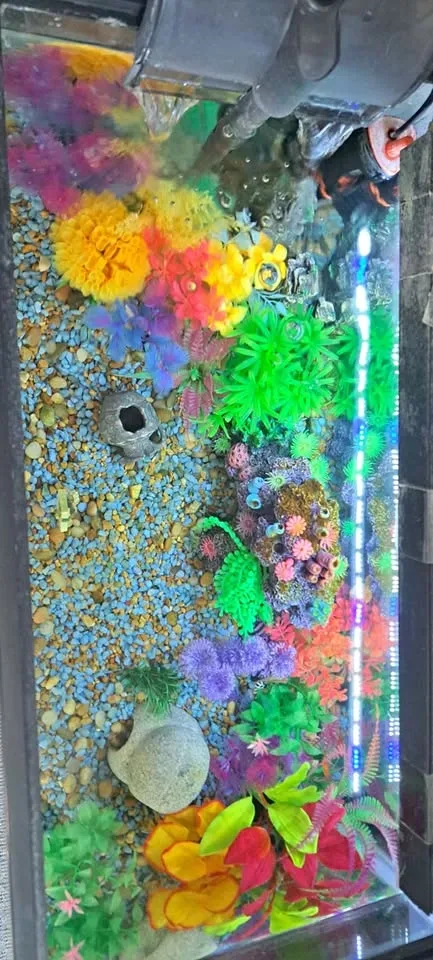 Beautiful Aquarium Setup!