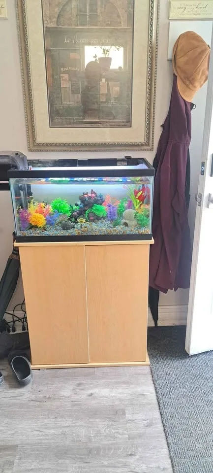 Beautiful Aquarium Setup! - photo 2