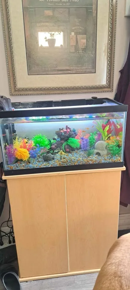 Beautiful Aquarium Setup! - photo 3
