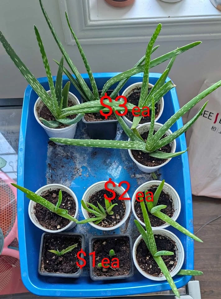 Aloe Vera Plant