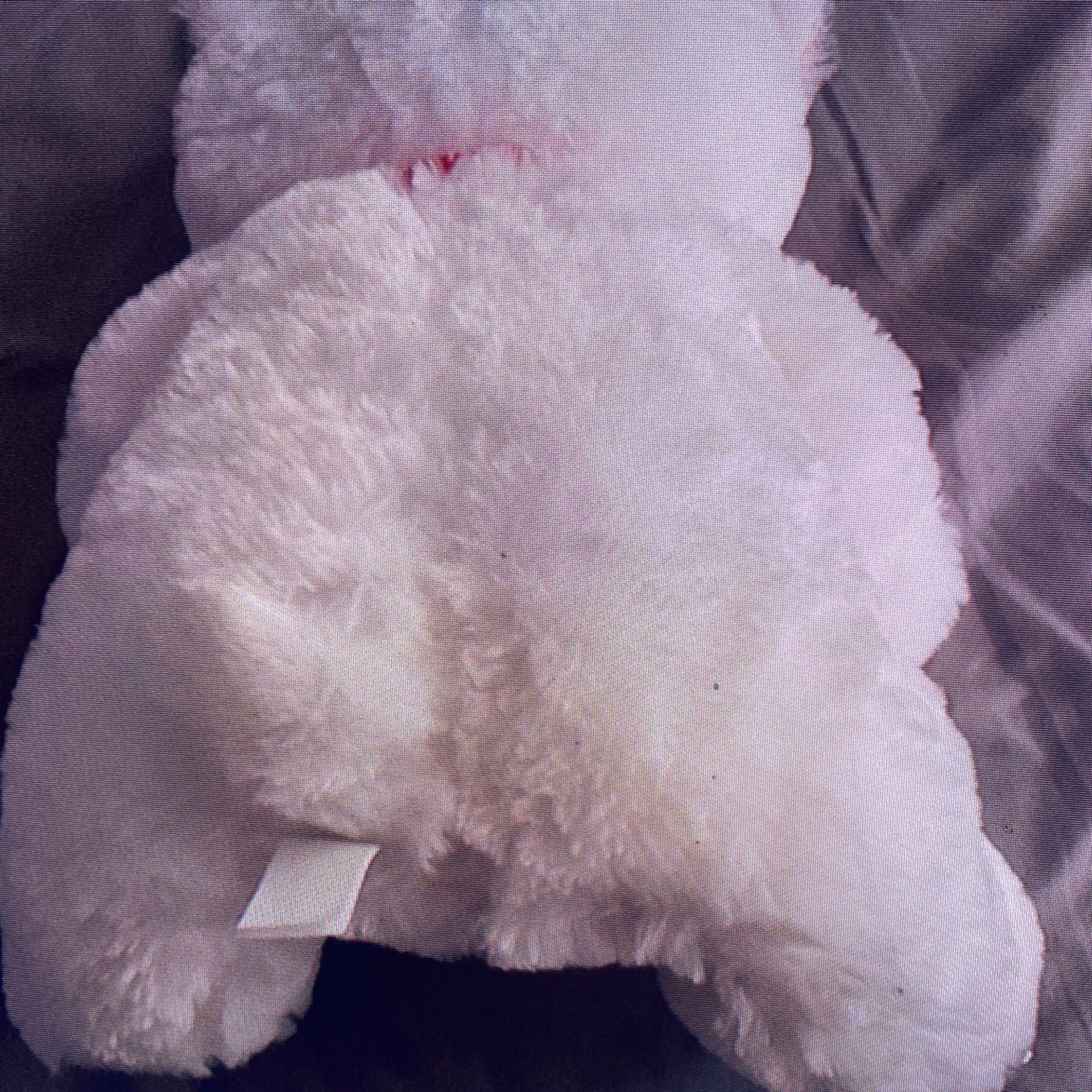 Musical I Love You Teddy Bear 13 Inches Tall - photo 2
