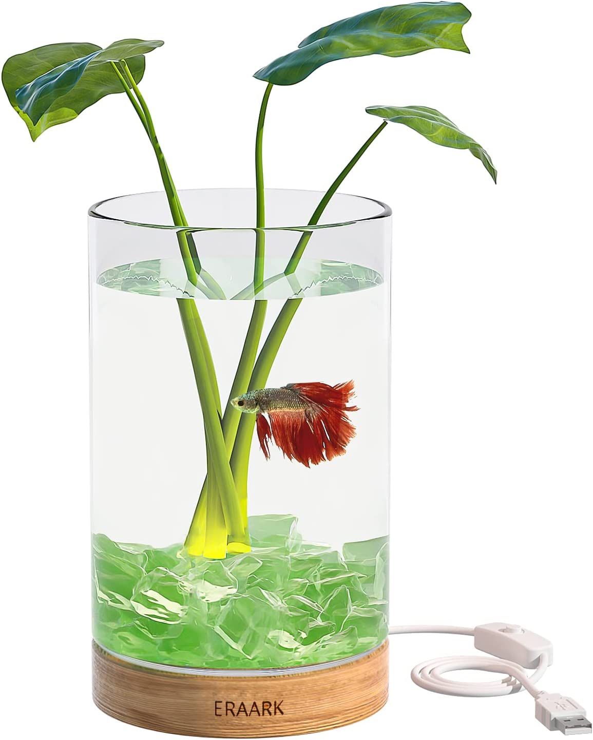 Betta Fish Aquarium - photo 2