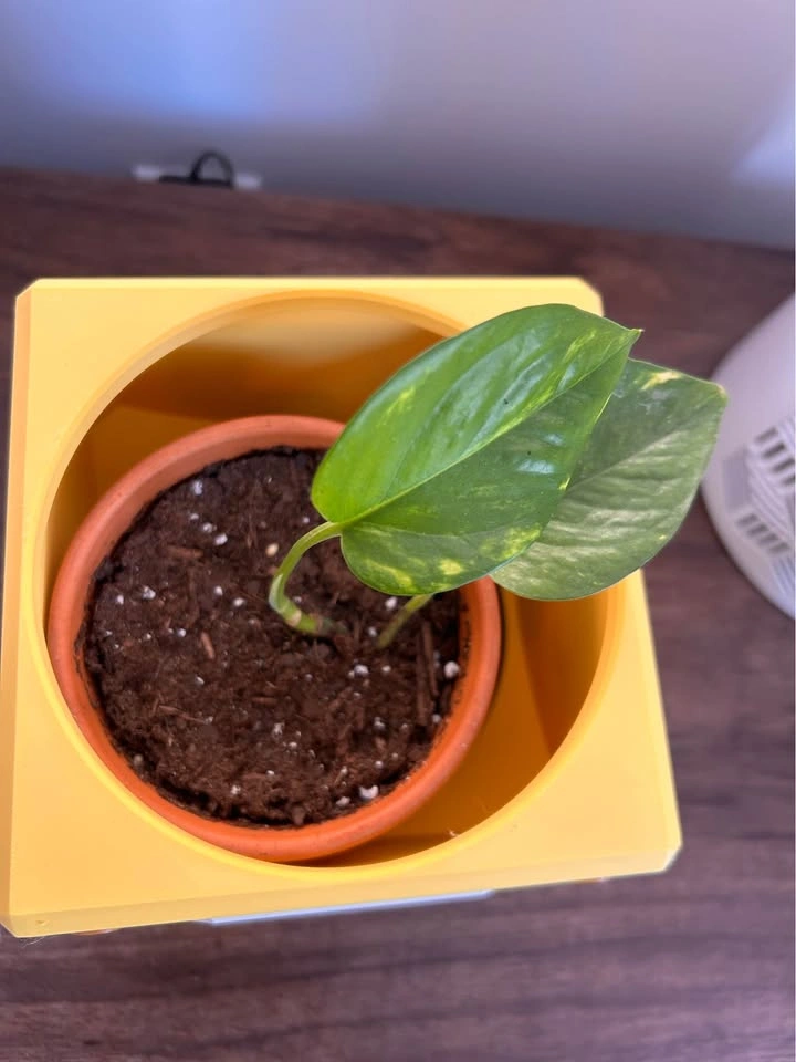 Mario Question Mark Planter with Plant - photo 3