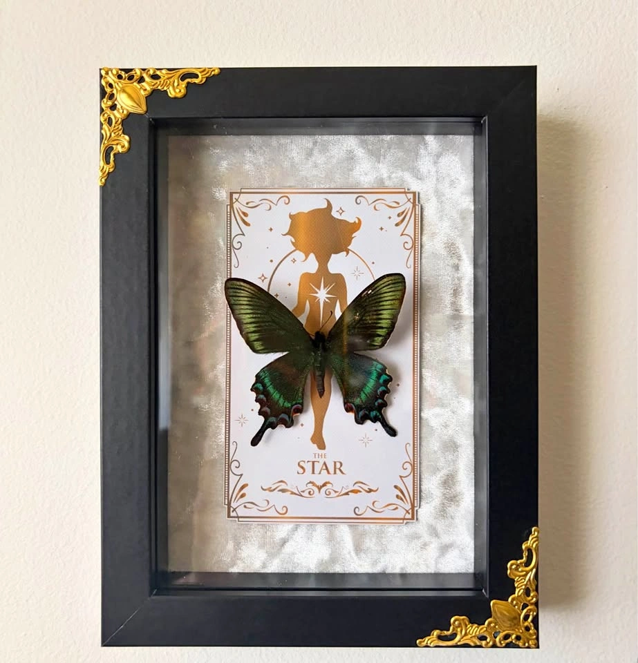 Tarot Card Alpine Black Swallowtail Butterfly Frame