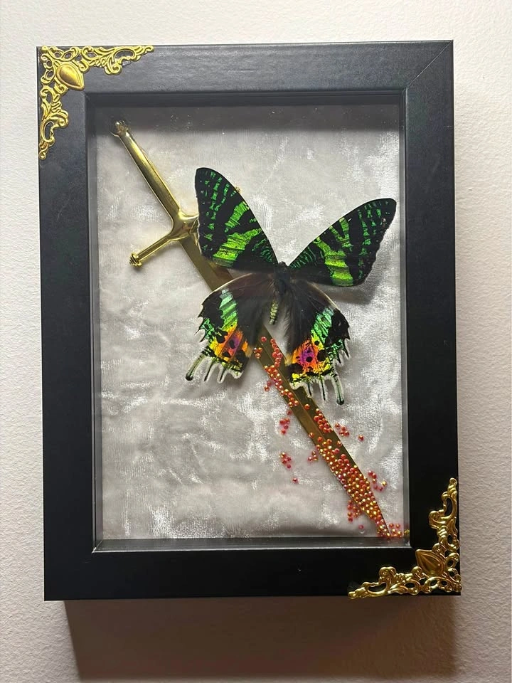 Framed Sunset Moth with dagger