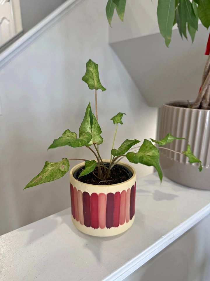 Plant with pot