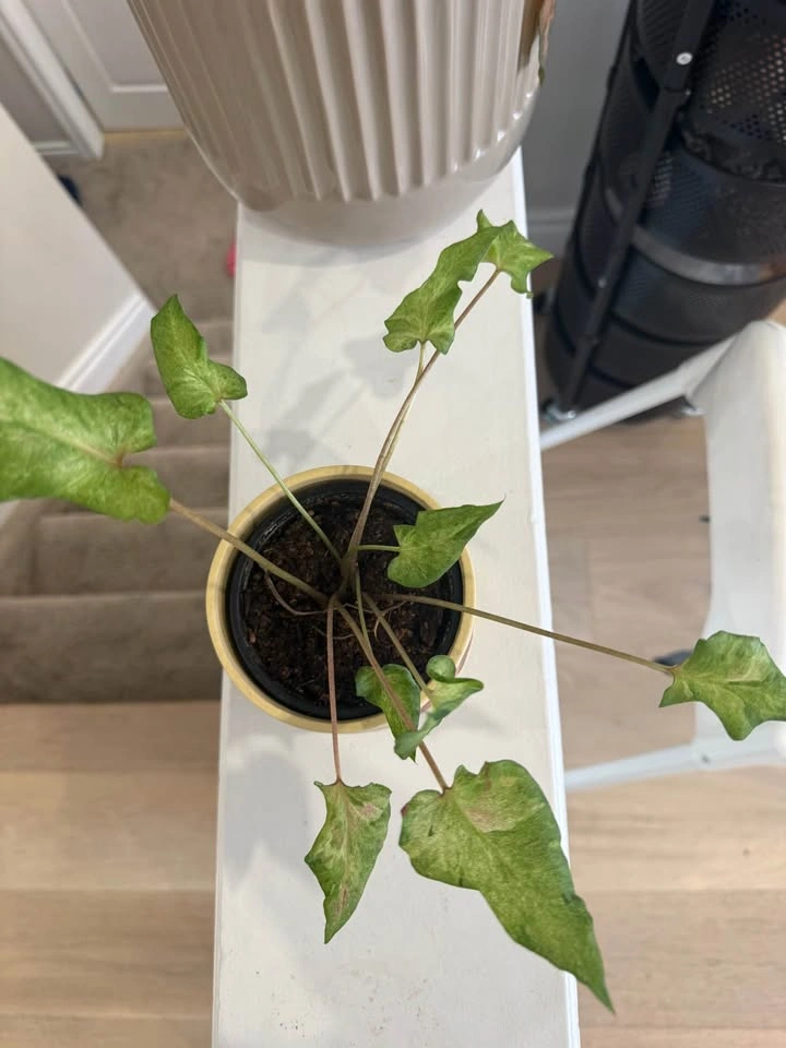 Plant with pot - photo 2