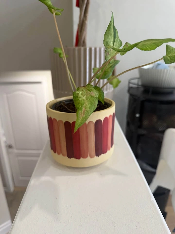 Plant with pot - photo 3