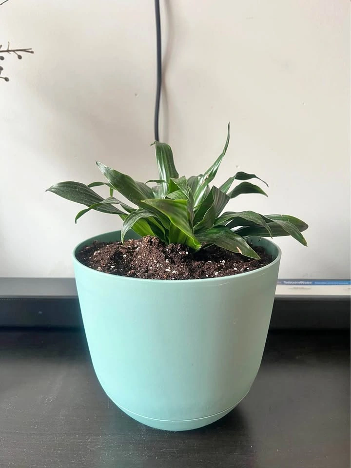 Healthy Dracaena Plant in Teal Pot - Moving Sale