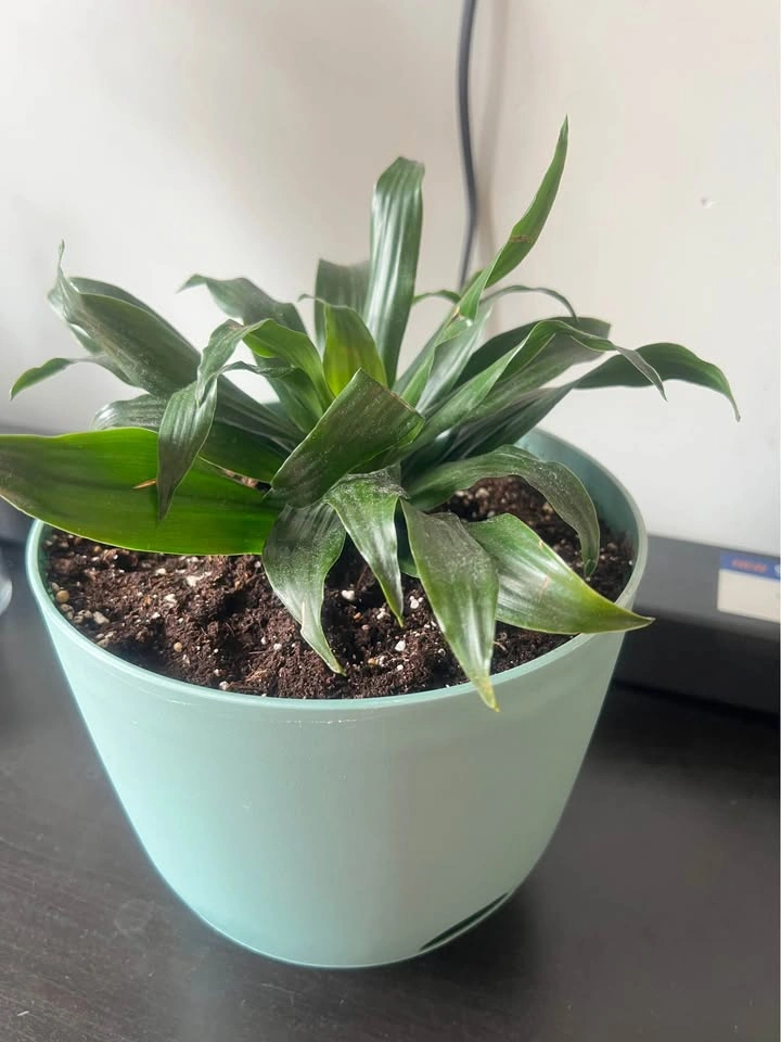 Healthy Dracaena Plant in Teal Pot - Moving Sale - photo 2
