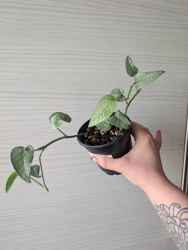 Cebu blue pothos plants