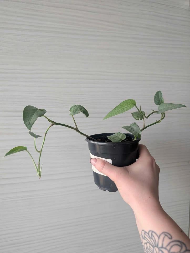 Cebu blue pothos plants - photo 2