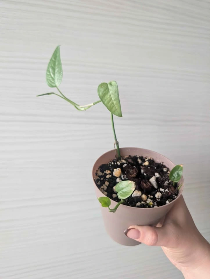 Cebu blue pothos plants - photo 3