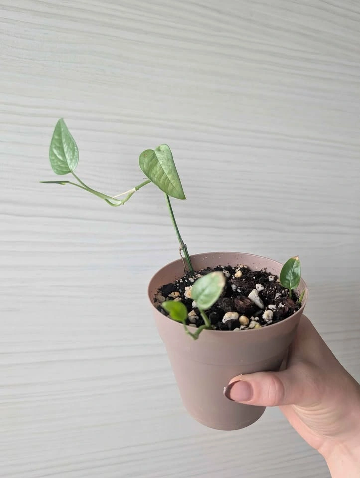 Cebu blue pothos plants - photo 4